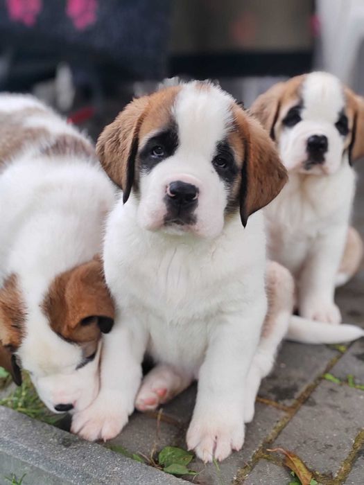 Bernardyn krótkowłosy FCI