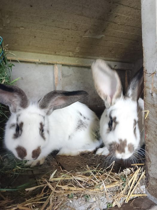 Królik tuszki różne króliki