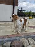 Cavalier King Charles spaniel suka
