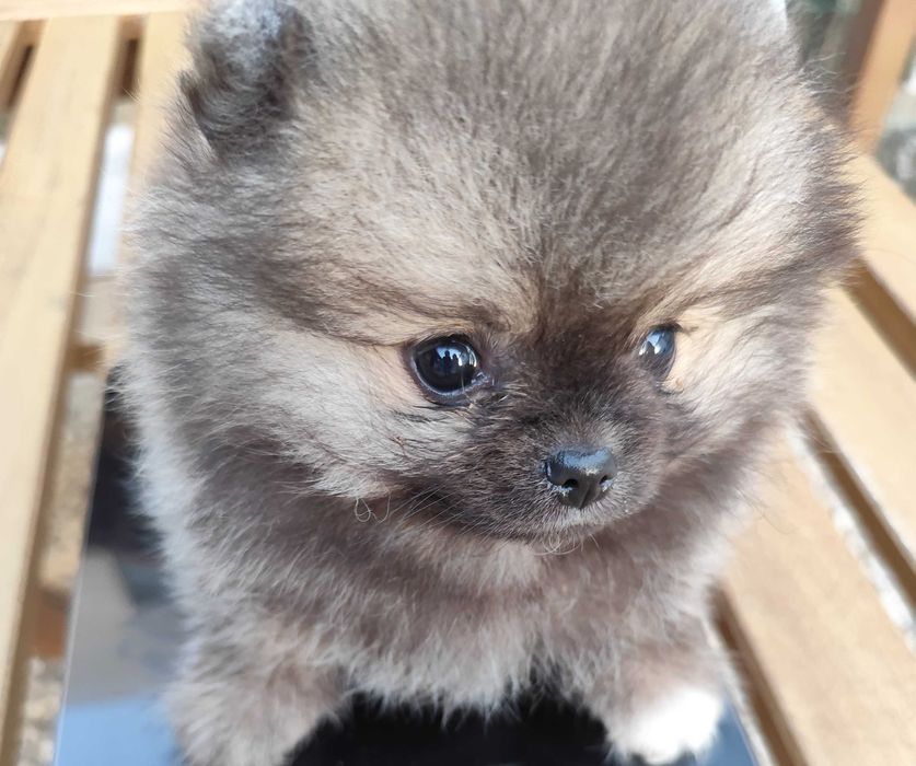 Spitz alemão mini fêmea c/Lop Lulu da Pomerânia 1,5 kg adulto