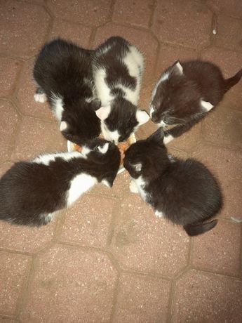 Małe biało czarne kotki