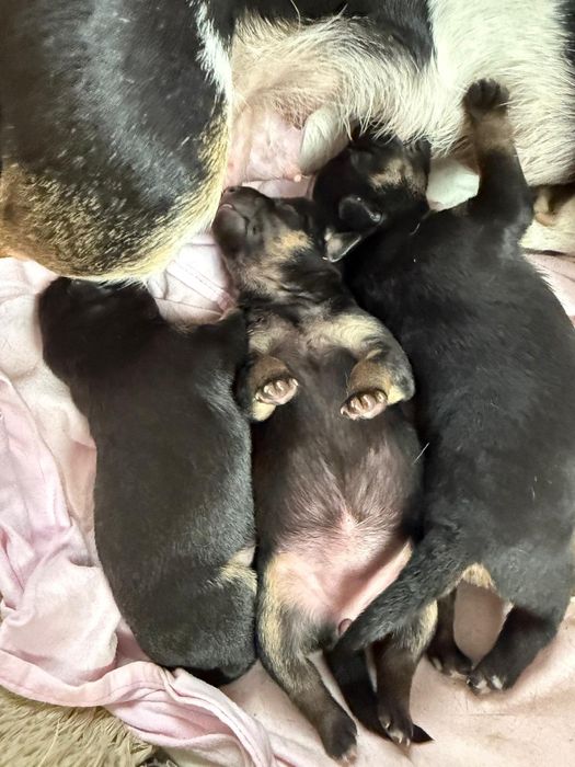 Szczeniaczki do odbioru