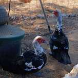 Aves de Capoeira