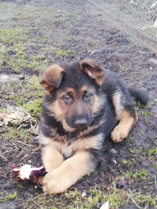 Sprzedam owczarka niemieckiego