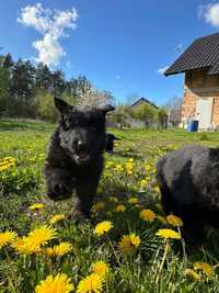 Ostatni piesek do wydania