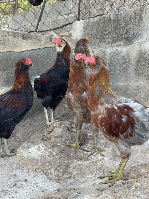 Casal de araucanas trigo azul e machos varias cores (ovos azuis)
