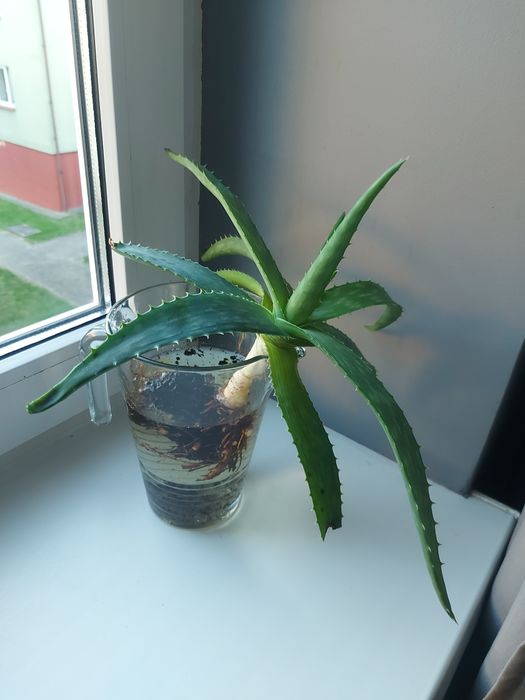 Aloes fordon ul. Wyzwolenia