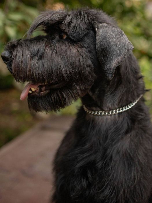 Породные щенки ризеншнауцера