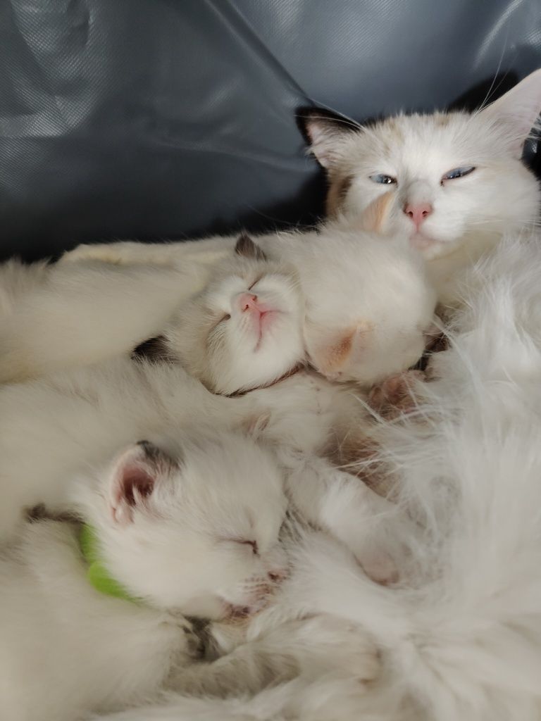 Ragdoll kotka kocur