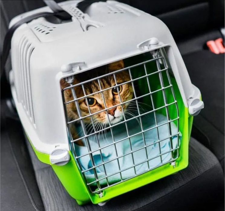 Международная перевозка животных