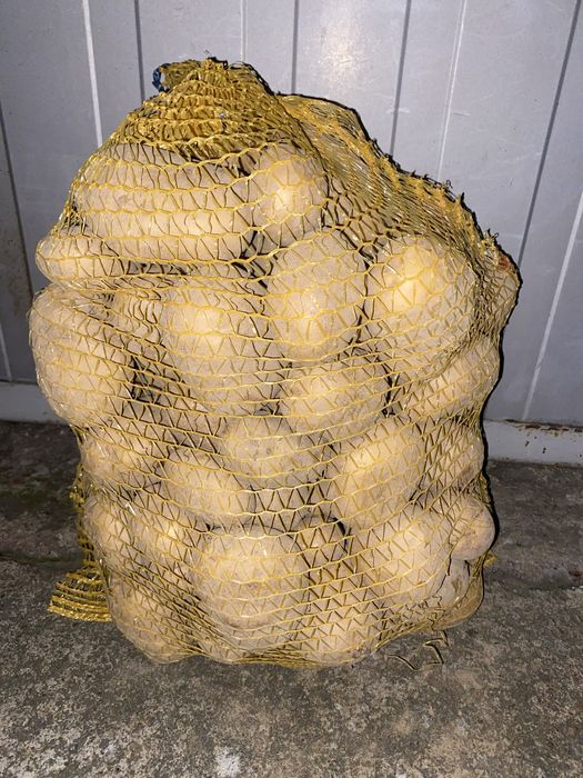 Ziemniak jadalny Gala