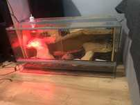 terrarium z gekonem lamparcim gekon lamparci