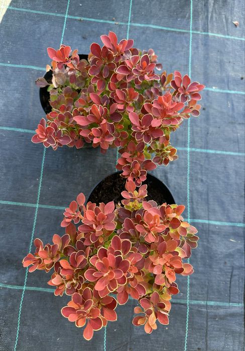 Барбарис декоративний, Лаванда, Гейхера