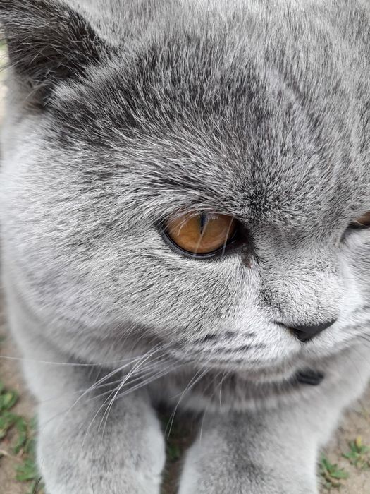 Шотландський прямовухий котик чекає на в'язкуВ'язка