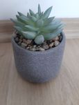 Sztuczna roślina/aloes w doniczce jysk