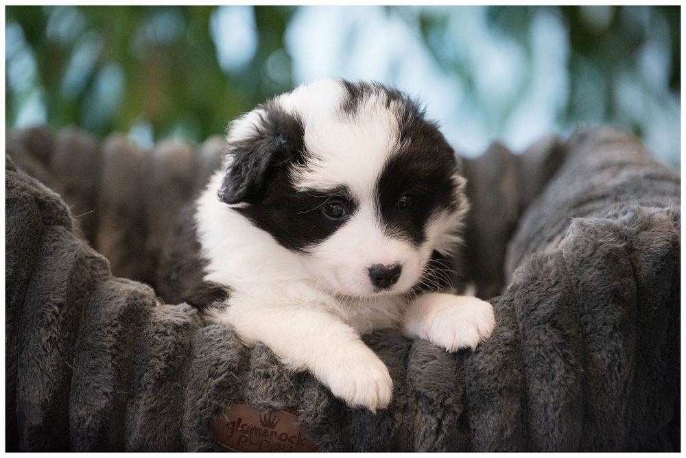 Border Collie FCI ZKwP