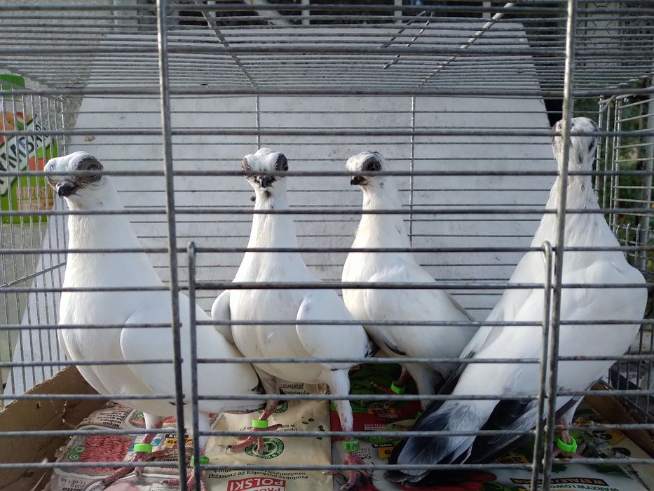 Młode szeki sprzedam