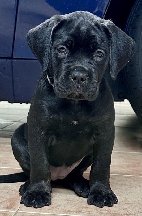 Cane Corso Italiano