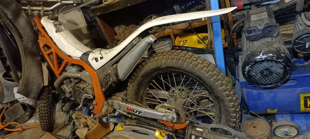 Króliki miniaturki wykastrowane