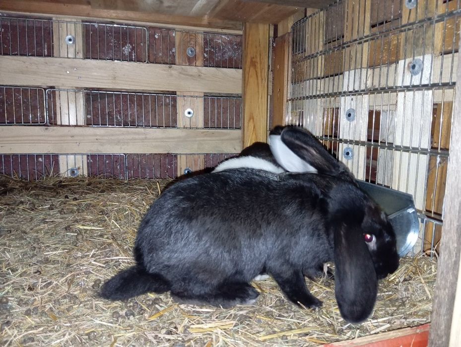 Sprzedam młode króliki