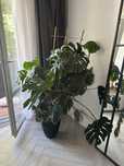 Monstera deliciosa kwiat
