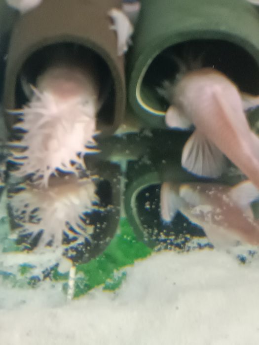 Ancistrus L144 snow white,