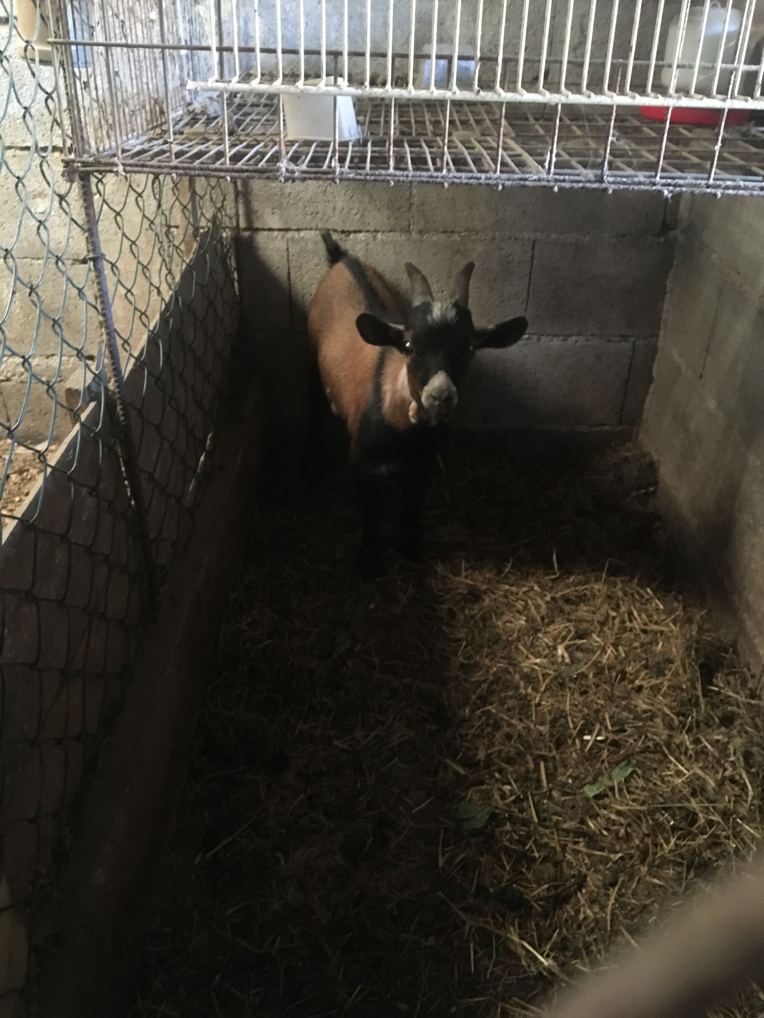 Cabras anãs muito lindas