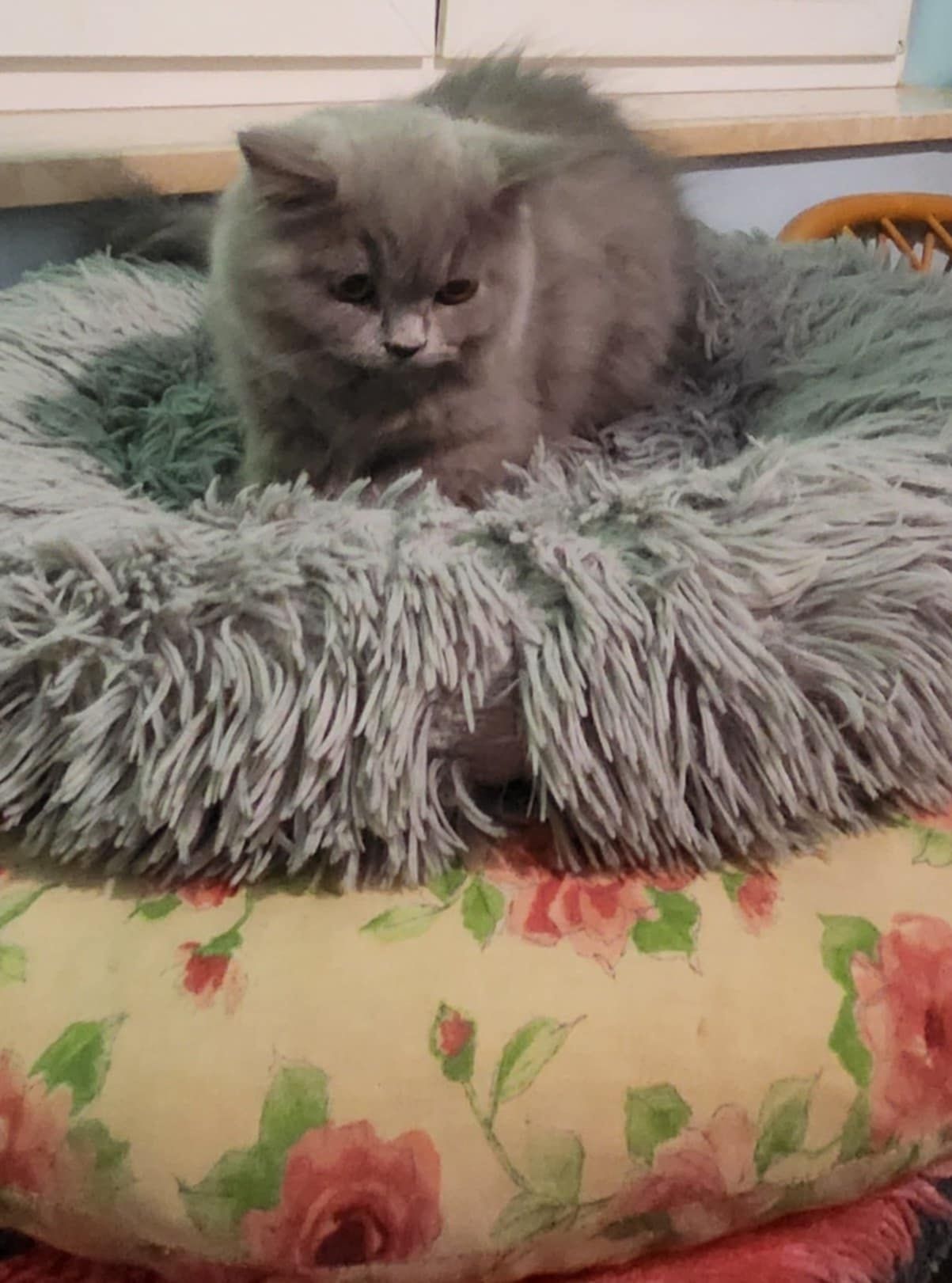 Kotek Brytyjski MICHAELKA BLUE*PL z rodowodem WCF