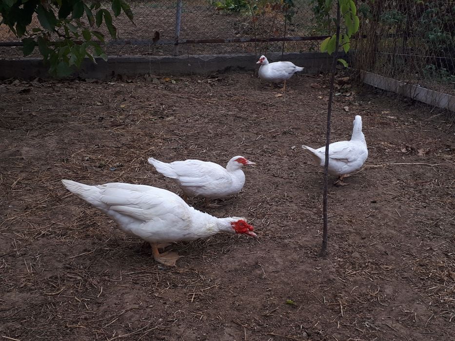 Продам індокачки