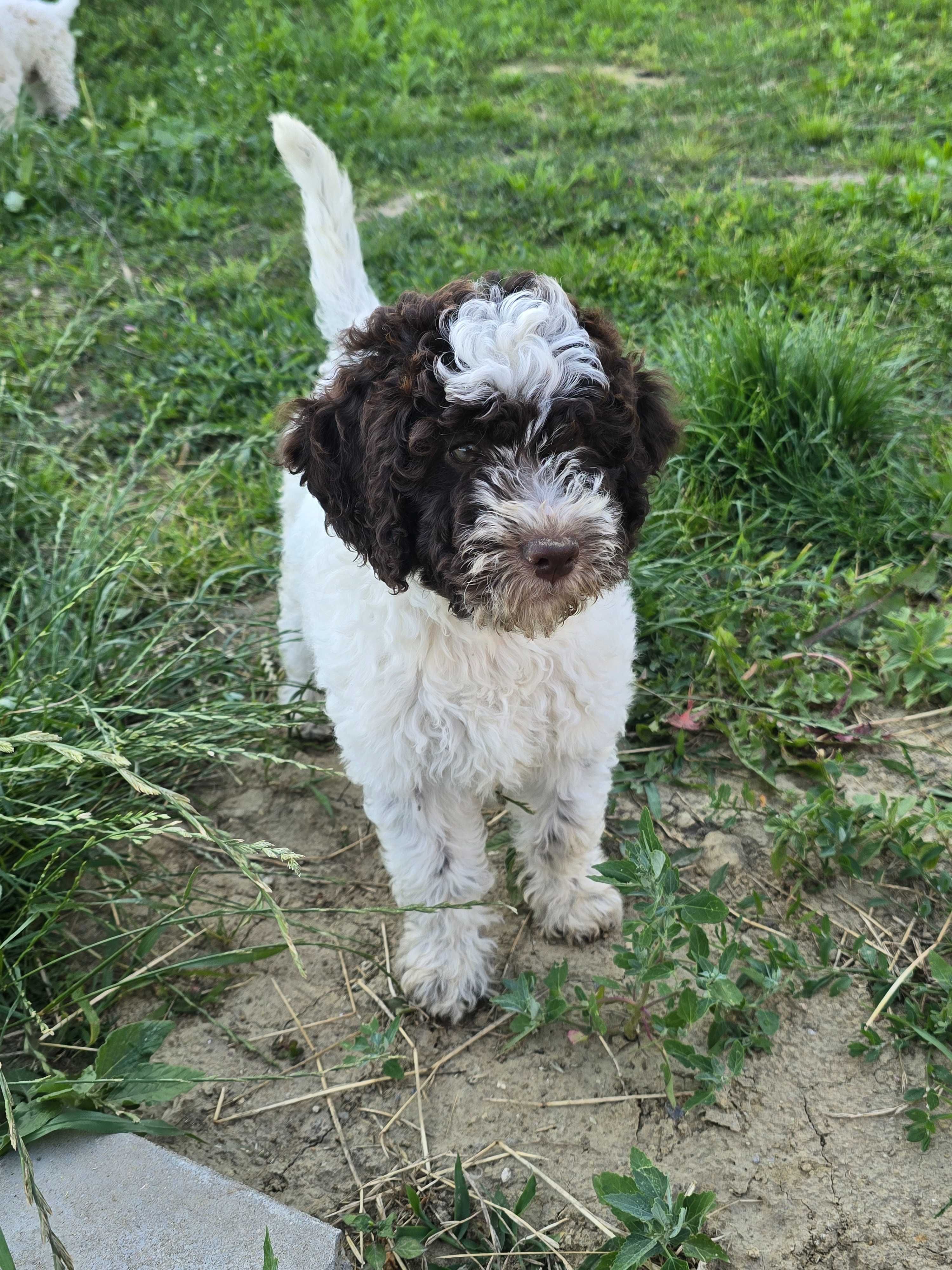 Lagotto romagnolo
