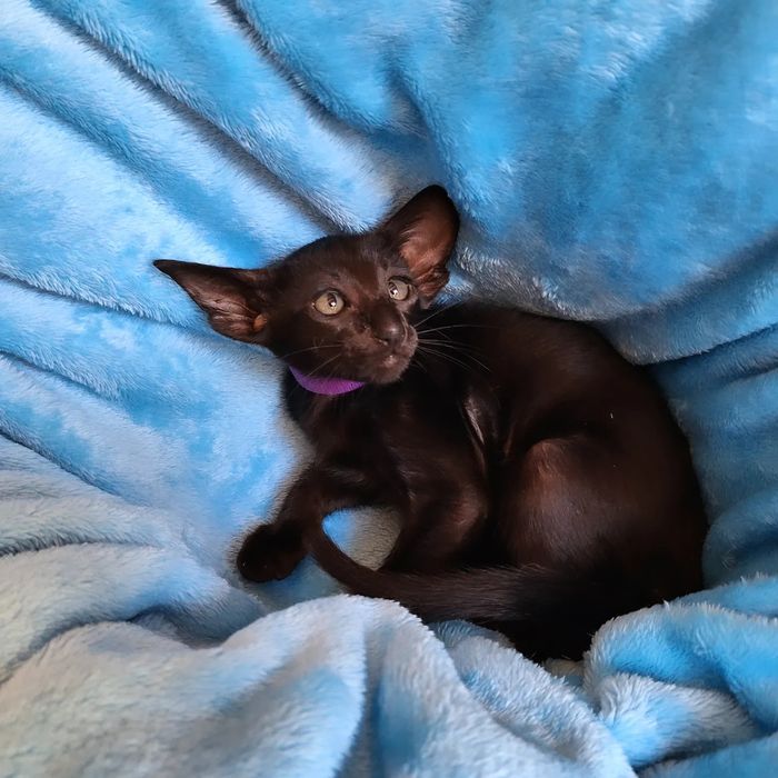 Ориентальные девочки