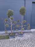 bonsai thuje cyprysy formowane 10-30 lat