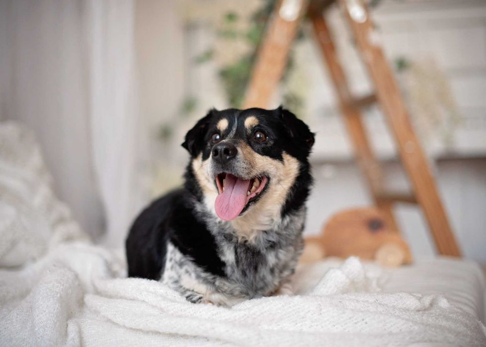 Sympatyczny, maleńki kierownik Gutek szuka miłości na zawsze.