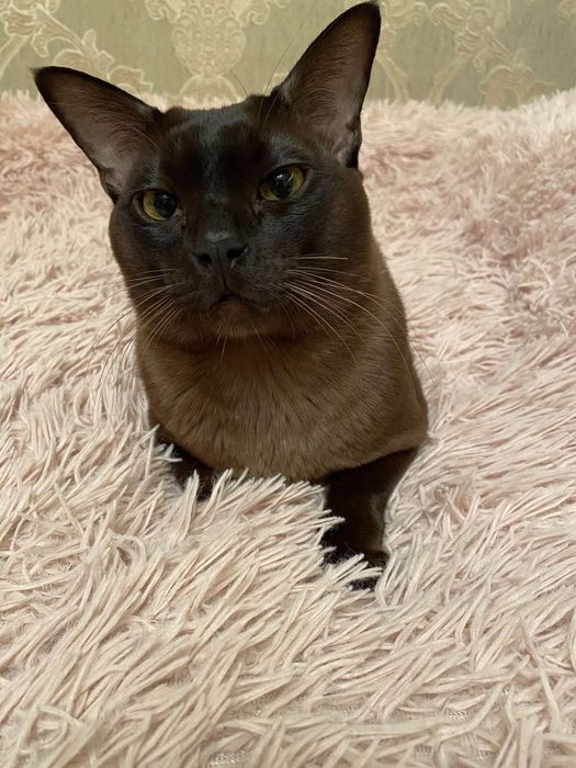 Вязка європейської бурми