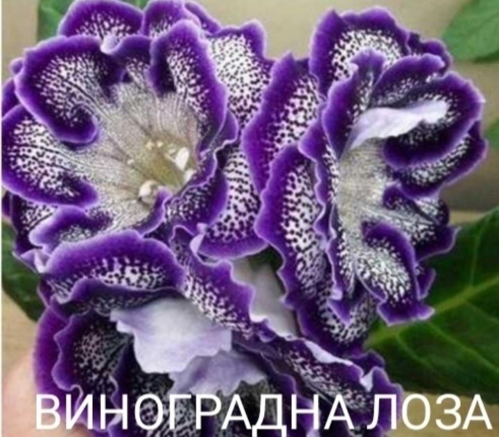 Глоксиния  сортовая  Кімнатні рослини.