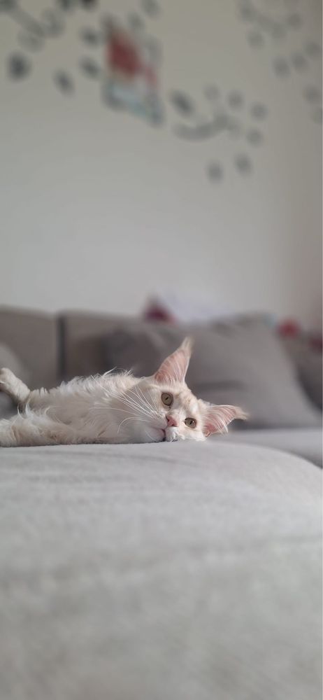 Kotka maine coon