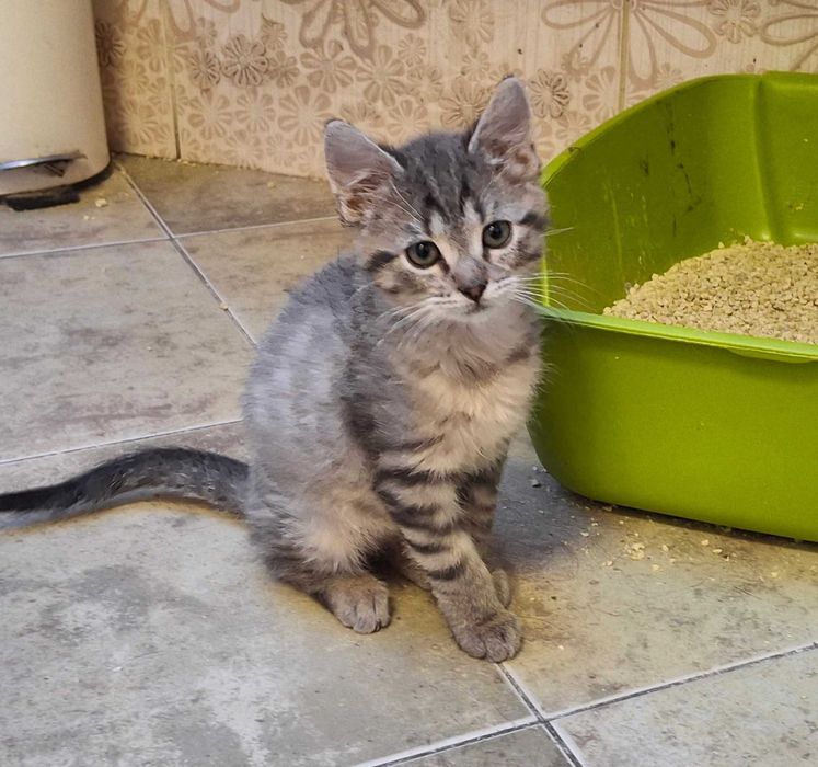 Dwaj przyjaciele szukają domu