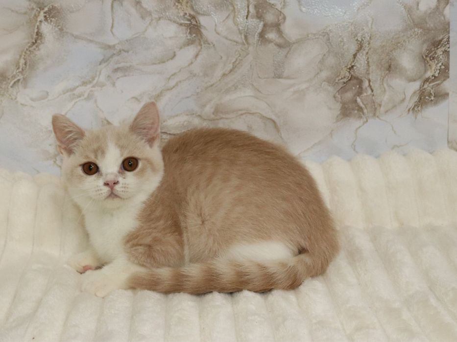 Хлопчик рухлива зефірка