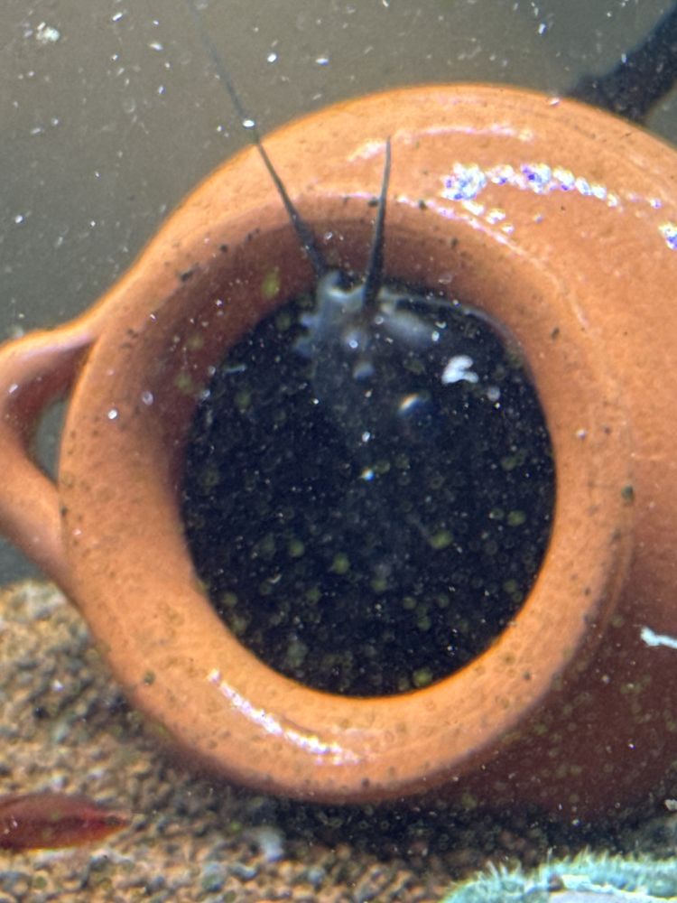 Vendo Synodontis Eupterus