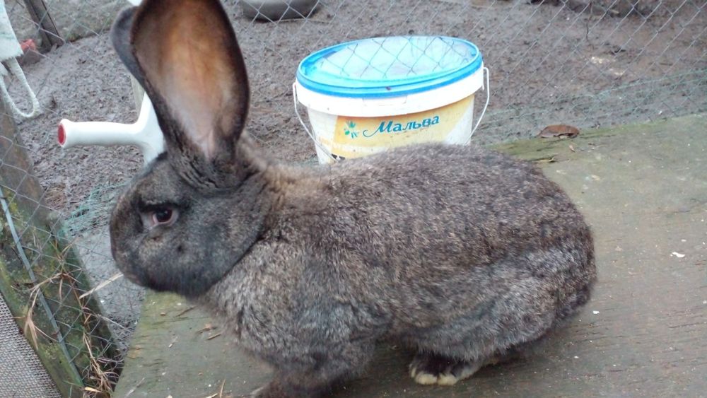 Продам кроля Фландера