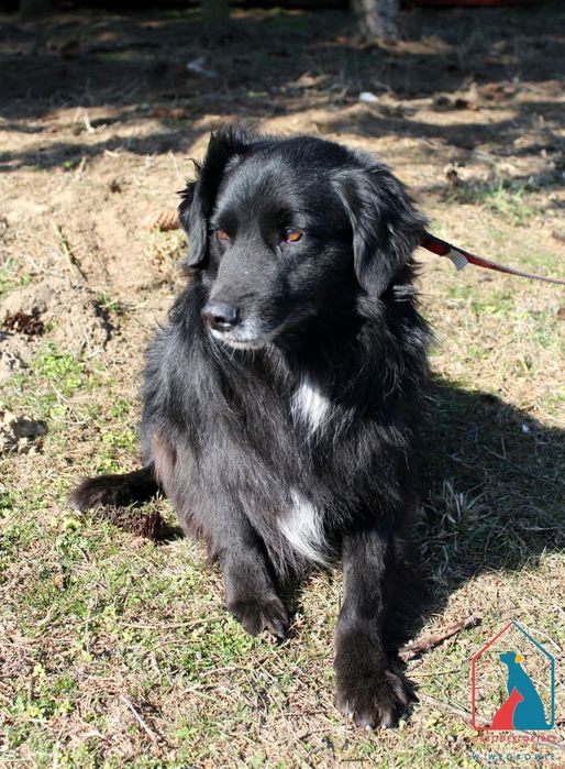 Levis 207/24 - SZUKA DOMU!