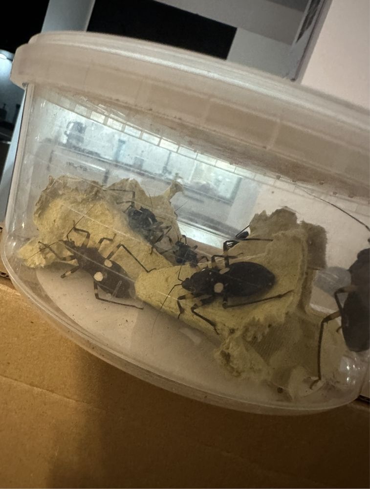 Dorosłe duze Pluskwiak dwuplamy (Platymeris biguttatus) terrarium
