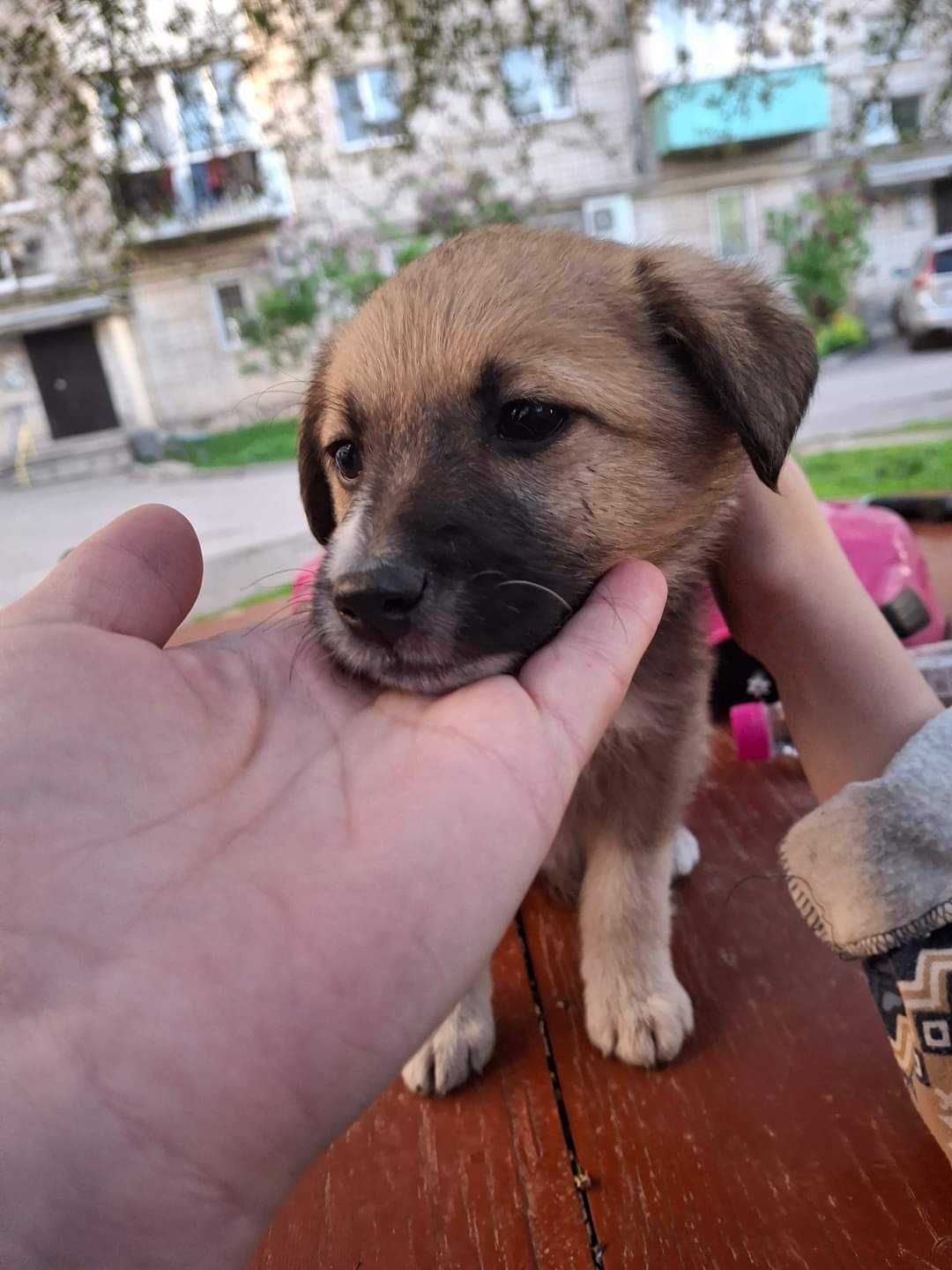 Шукає родину дуже гарна дівчинка