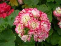 Pelargonia, Pelargonium - Applebossom - przepiękna! Oraz inne odmiany
