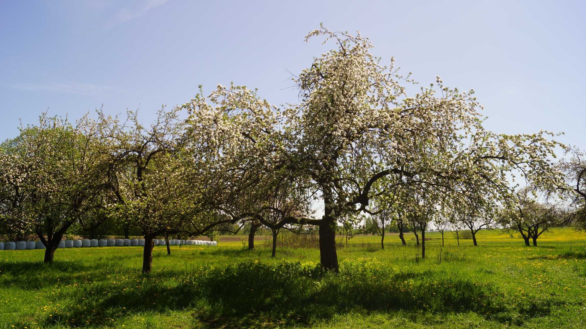 Domek letniskowy do wynajęcia. Podlasie, noclegi do 6 osób