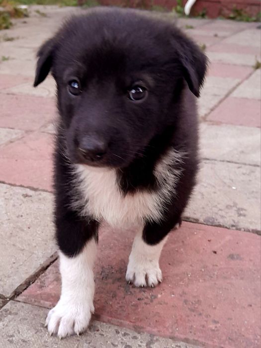 Віддам 3міс.песиків безкоштовно породи бордер коллі коллі дівчат ч
