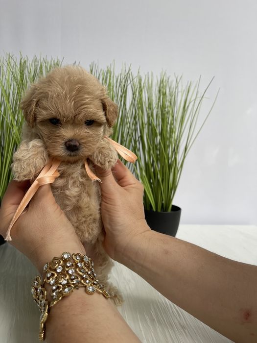 VIP Мальтипу F1 — Маленькі моделі для обіймів