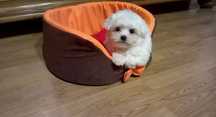 Maltipoo biale piekny piesek