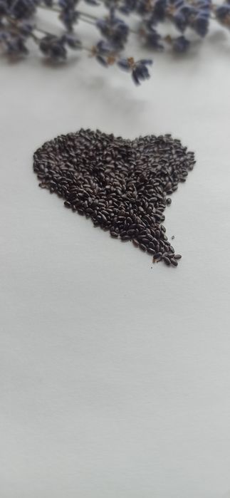 Лаванда_насіння лаванди 2025- 85грн . Кусти лаванди.