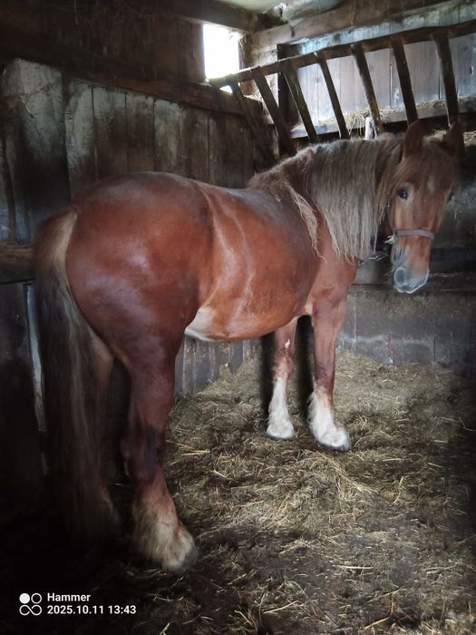 Sprzedam Konie Zimnokrwiste